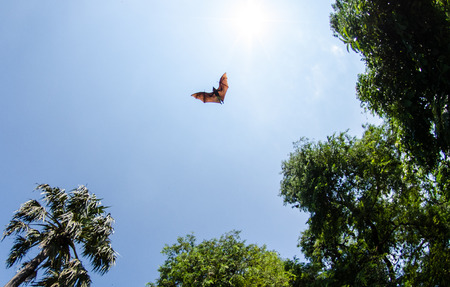 Bats in flight