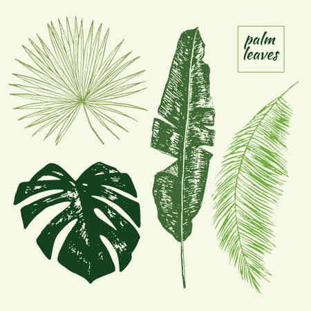 palm tree leaves vector setのイラスト素材