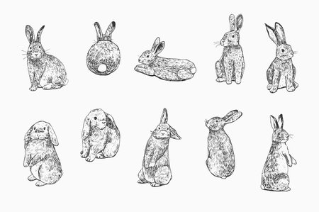 Rabbits set. Hand drawn vector illustration isolated on white background.のイラスト素材