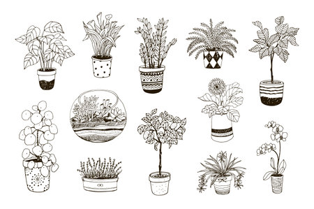 Set of houseplants in pots. Vector hand drawn illustration.のイラスト素材