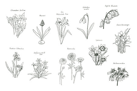 Set of spring flowers. Hand drawn vector illustration in sketch style.のイラスト素材