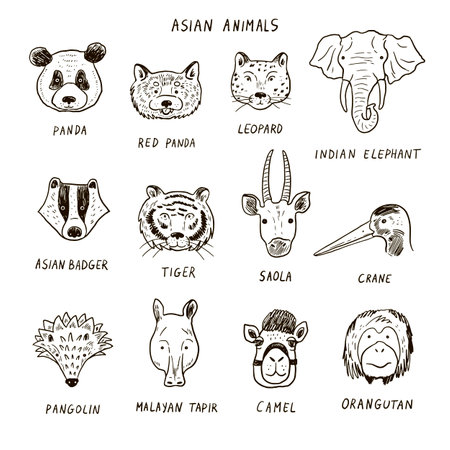 Set of wild Asian animals. Hand drawn vector illustration in sketch style.のイラスト素材