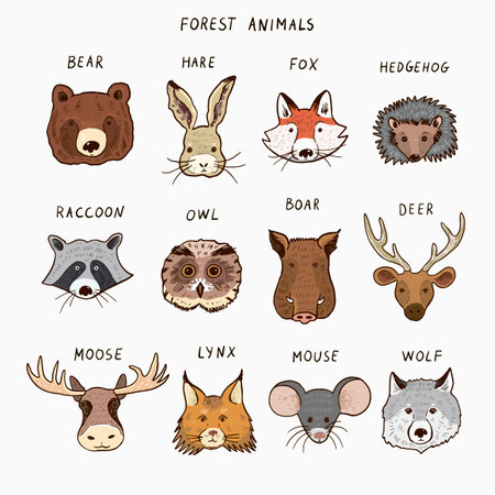 Vector set of wild animals. Cute hand drawn characters. Vector illustration.のイラスト素材