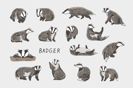 Set of hand drawn vector illustrations of badger.のイラスト素材