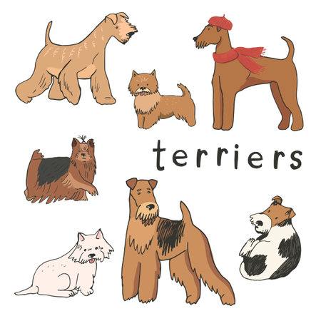 Set of vector illustrations of different types of dogs on a white background.のイラスト素材