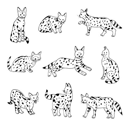 Set of hand drawn vector illustrations of wild servals. Isolated on white background.のイラスト素材