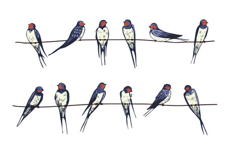 Hand drawn vector illustration of swallows on wire isolated on white background.のイラスト素材