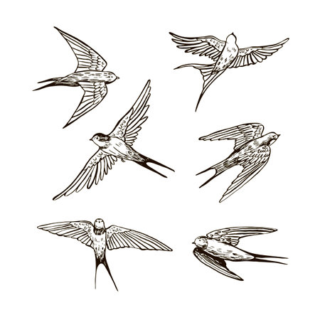 Set of hand drawn swallows isolated on white background. Vector illustration.のイラスト素材