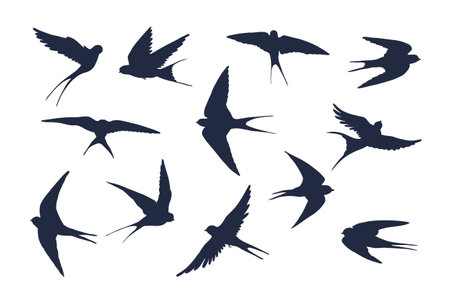 Set of flying swallows silhouettes isolated on white background. Vector illustration.のイラスト素材