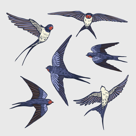 Swallow bird set. Hand drawn vector illustration in sketch style.のイラスト素材