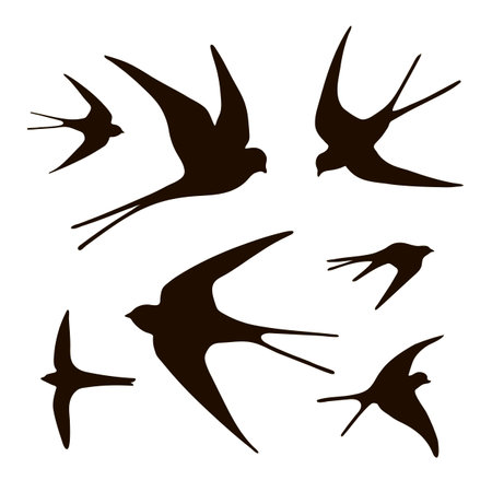 Swallow silhouettes. Vector illustration isolated on a white background.のイラスト素材
