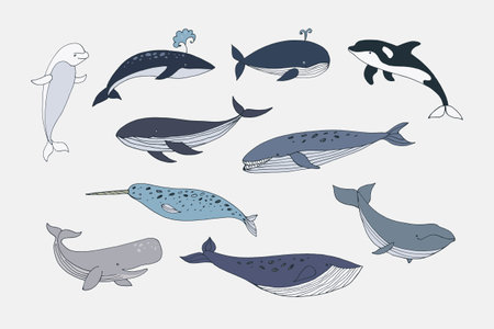 Vector set of cute hand drawn whales. Isolated on white background.のイラスト素材