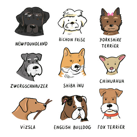 Set of different breeds of dogs on white background. Vector illustration.のイラスト素材