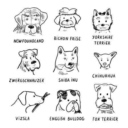 Vector set of hand drawn dog breeds. Cute cartoon dogs.のイラスト素材