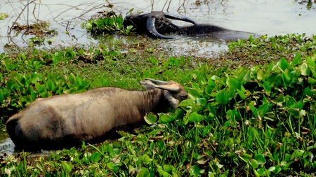 Asian wild buffaloes in the waterの写真素材