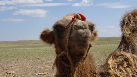 Muzzle of a camel in the desertの写真素材