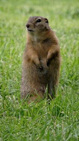 on the hind legs, gopher, look for food, in the grassの写真素材