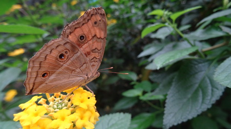 Junonia iphita, the chocolate pansy, green stem, Southeast Asia, tropical insect, Malaysia