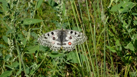 Parnassius apollo, Russia, The Republic of Gorny Altai, white day butterfly