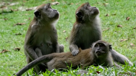 Three monkeys sit on the grass and look on different sidesの写真素材