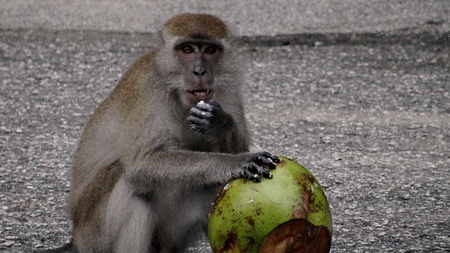 The monkey sits on the asphalt and there is a coconutの写真素材