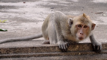 Monkey looks directly at the lens, with great interest