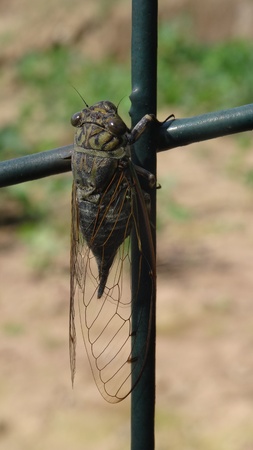 A large cicada sits on a fence, transparent wingsの写真素材