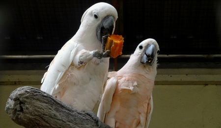 Philippine Cockatoo cares for the female, a couple of birds in loveの写真素材
