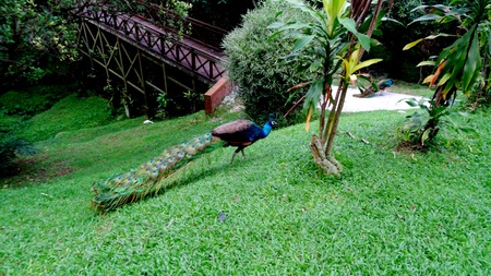 Peacock ordinary, a park of birds in Malaysia, exotic animals