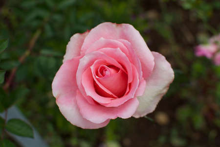 A top view of pink roseの写真素材