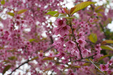 a wild Himalayan Cherry blossomの写真素材