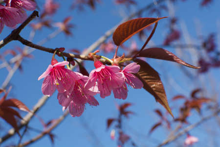 a wild himalayan cherry branchの写真素材