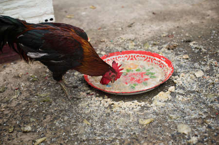 The Cock try eating food on a dirty trayの写真素材