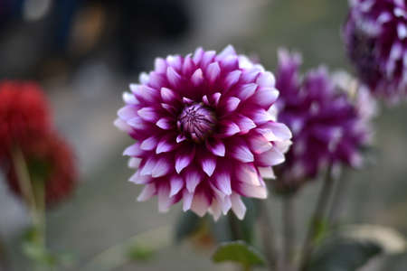 White and purple flowers during winterの写真素材