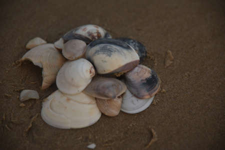 Sea Shellsの写真素材