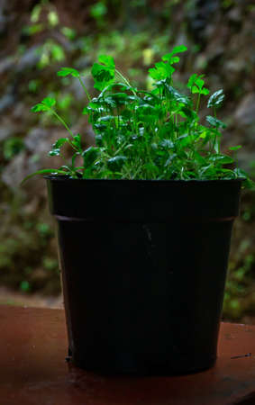 Fresh coriander plant grown in a pot at homeの写真素材