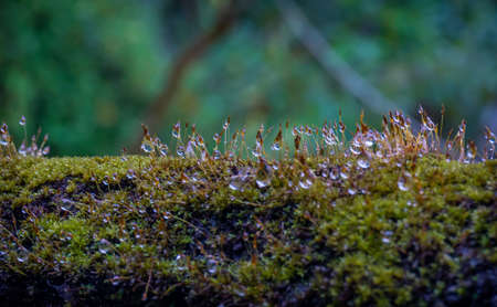 Water droplets on the moss macro photography after the rainの写真素材