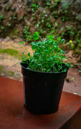 Fresh coriander plant grown in a pot at homeの写真素材
