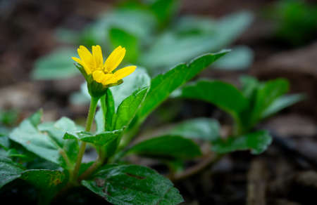 A small yellow flower surrounded by greenery in the gardenの写真素材
