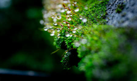 Beautiful water droplets photographed after overnight rainの写真素材