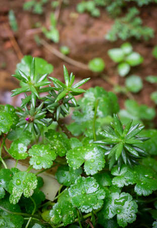 Tiny little green plant growing in the gardenの写真素材