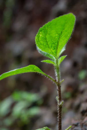 colorful and tiny single small plant found in the backyardの写真素材