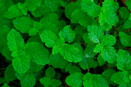 Fresh ayurvedic medicinal mint plant grown at a home garden