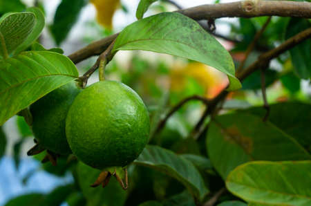 Vitamin rich fresh Guava fruit in the branch of a treeの写真素材