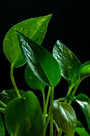 Oxygen-rich Money plant leaves on a dark backgroundの写真素材