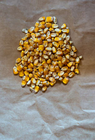 Fresh Raw yellow corn in a heap on the tableの写真素材
