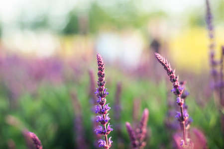 Blue Salvia flowers blooming in the field with blur background