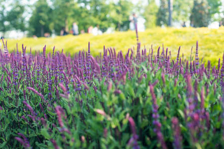 Blue Salvia flowers blooming in the field with blur backgroundの写真素材