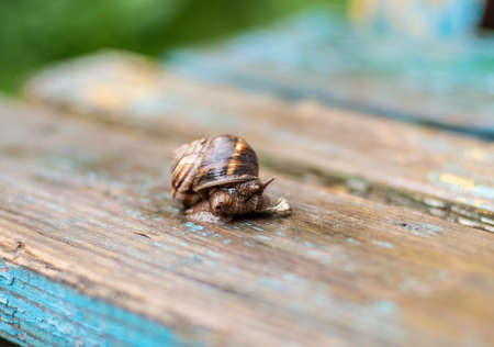 grape snail sits on a wooden surfaceの写真素材