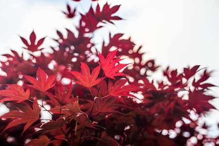 Red maple leaves with blue sky blurred background,の写真素材